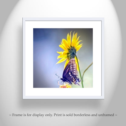 Sunflower Photograph with Swallowtail Butterfly in Southern AZ