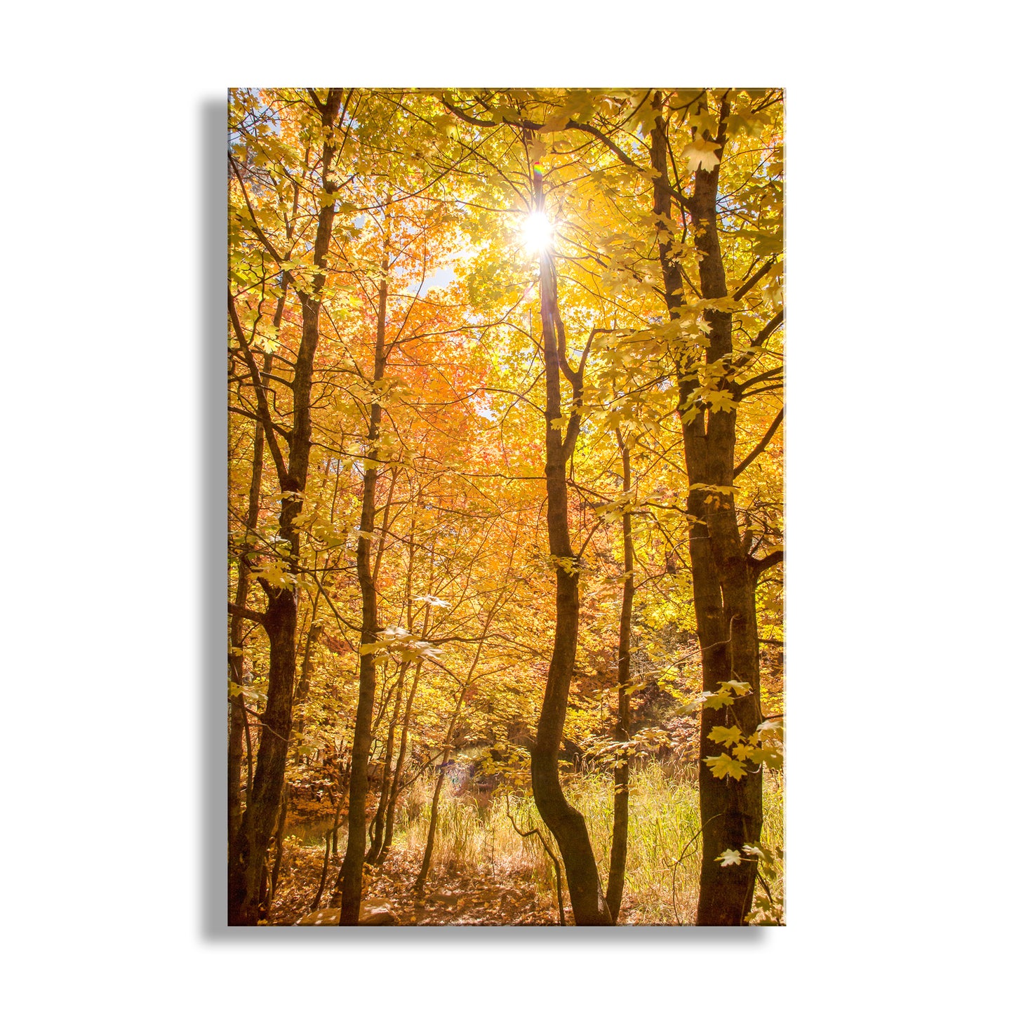 Forest scene with sunlight filtering through autumn trees. Autumn Forest Art with Golden Leaves | Tucson Catalina Mountains