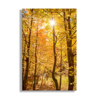 Forest scene with sunlight filtering through autumn trees. Autumn Forest Art with Golden Leaves | Tucson Catalina Mountains