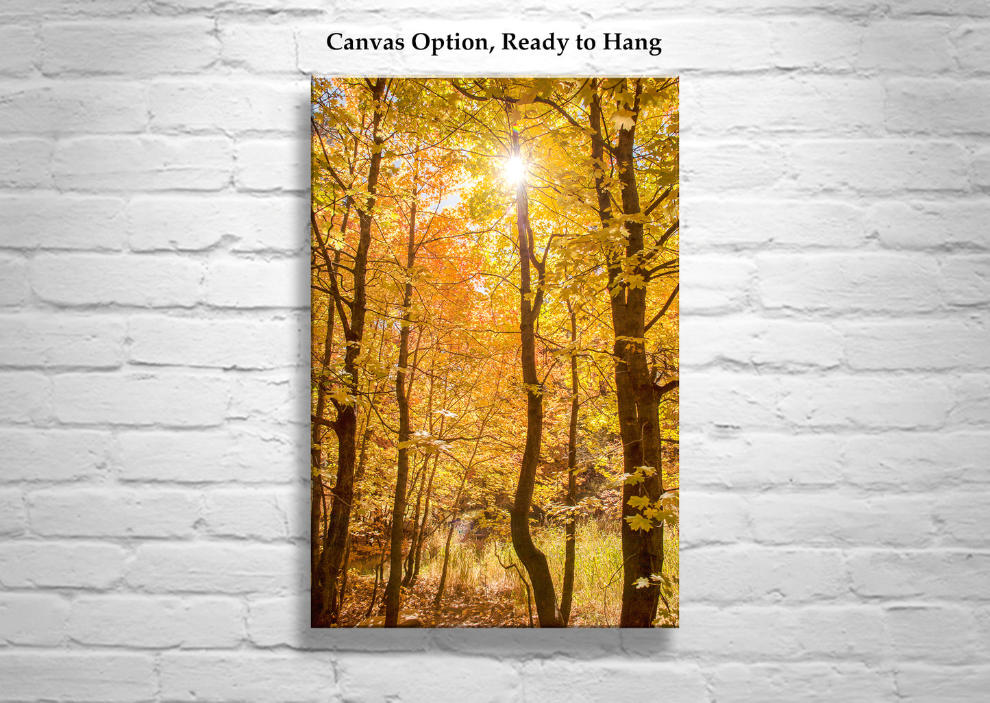 Autumn Forest Art Golden Leaves | Tucson Catalina Mountains