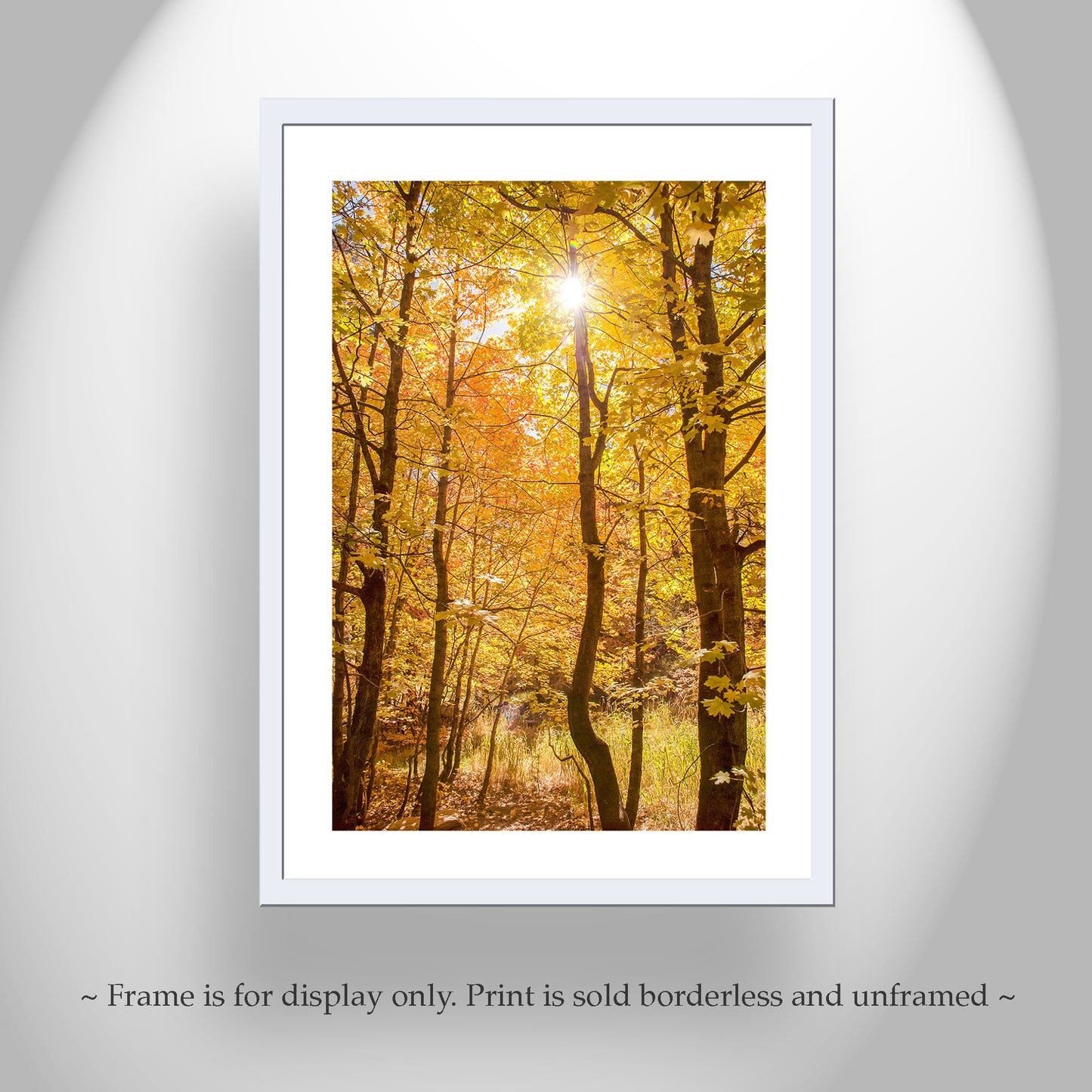 Autumn Forest Art Golden Leaves | Tucson Catalina Mountains