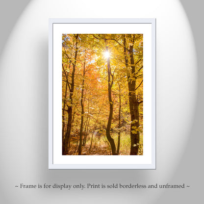 Autumn Forest Art Golden Leaves | Tucson Catalina Mountains