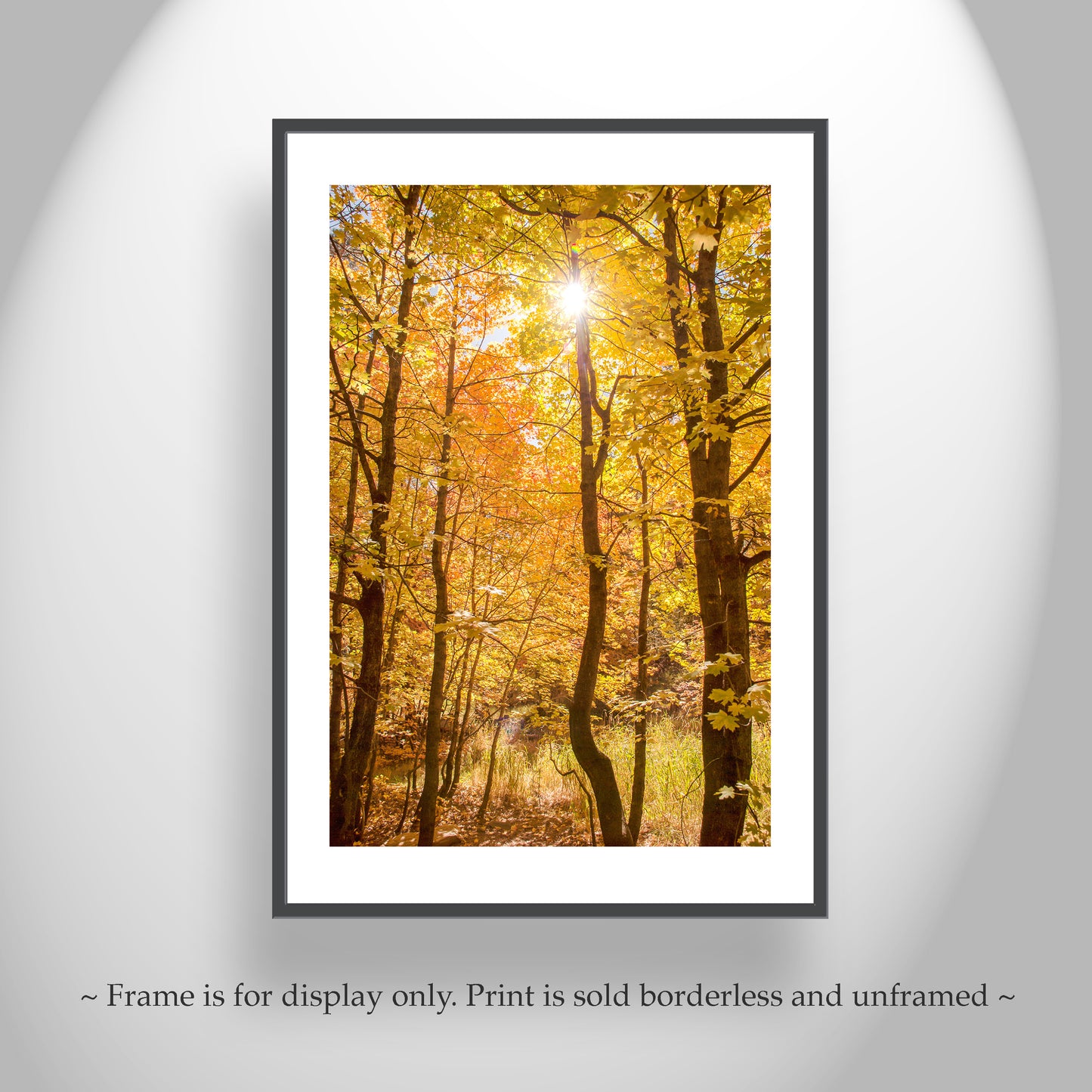 Autumn Forest Art Golden Leaves | Tucson Catalina Mountains