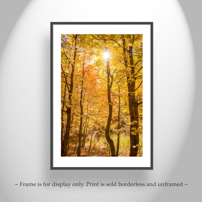 Autumn Forest Art Golden Leaves | Tucson Catalina Mountains