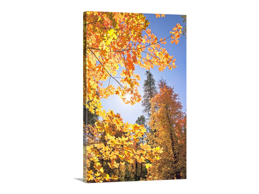 Canvas print of autumn trees with yellow leaves against a blue sky. Autumn Forest Nature Photography | Catalina Mountains Tucson Arizona