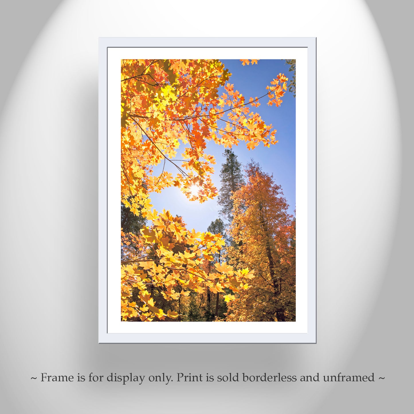 Autumn Forest Nature Photography | Catalina Mountains Tucson Arizona