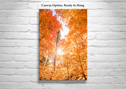 Tucson Catalina Mountains Fall Forest Leaves Nature Photography