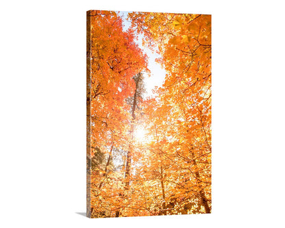 Tucson Catalina Mountains Fall Forest Leaves Nature Photography