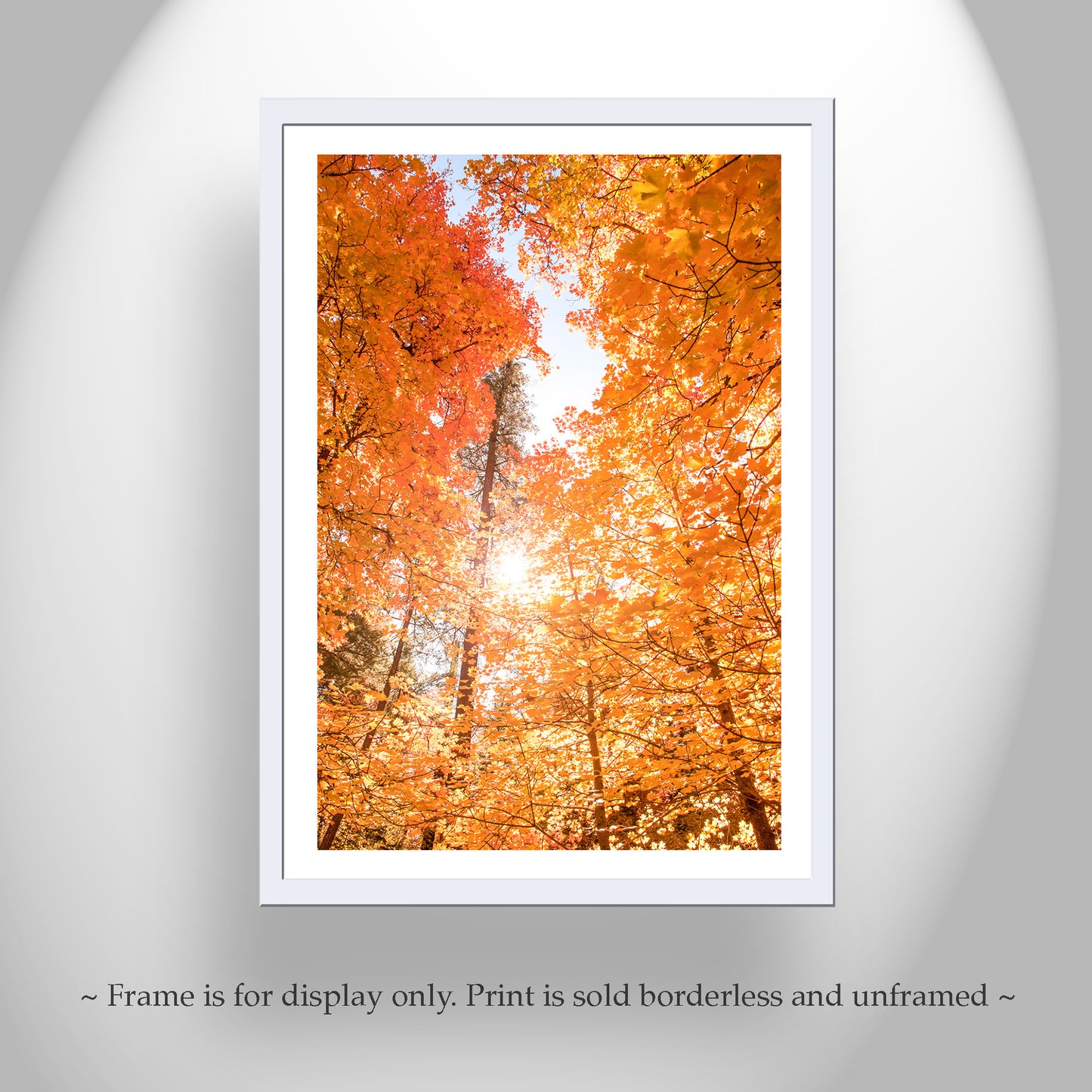 Tucson Catalina Mountains Fall Forest Leaves Nature Photography