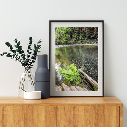 Redwood Forest Northern California Fern and Creek Nature Photography