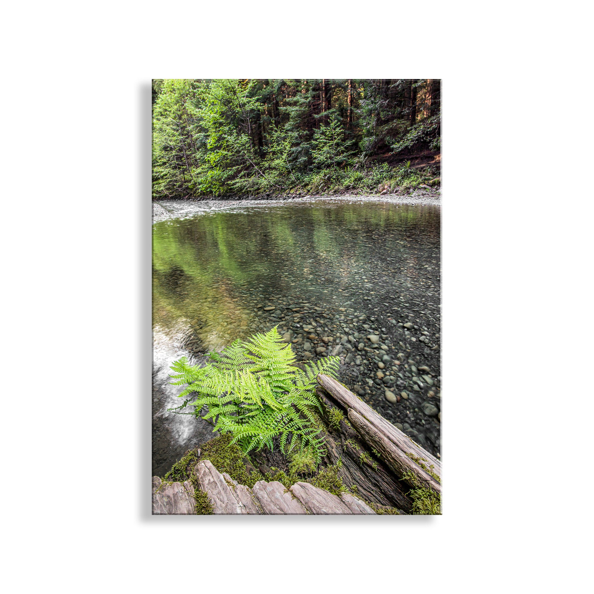 Fern on a log with a forest and pond in the background. My ferny forest creek art to beautify your walls! Mighty redwood trees tower nearby, dwarfing this splendid fern growing from a spent log in Redwood National Park, California, planet Earth. Original, unique signed art by Murray Bolesta!