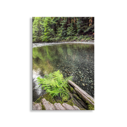 Fern on a log with a forest and pond in the background. My ferny forest creek art to beautify your walls! Mighty redwood trees tower nearby, dwarfing this splendid fern growing from a spent log in Redwood National Park, California, planet Earth. Original, unique signed art by Murray Bolesta!