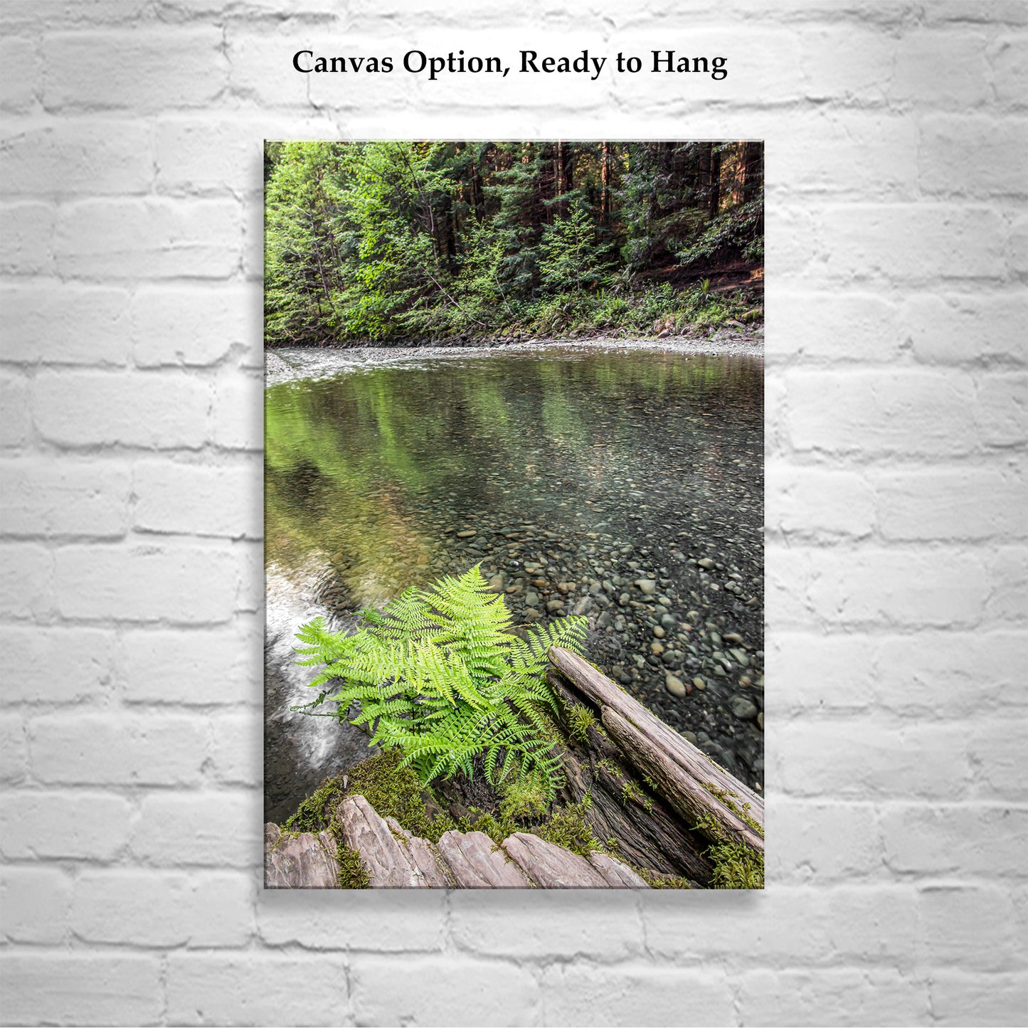 Redwood Forest Northern California Fern and Creek Nature Photography