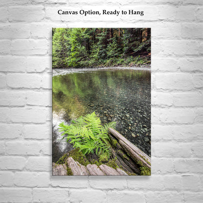 Redwood Forest Northern California Fern and Creek Nature Photography
