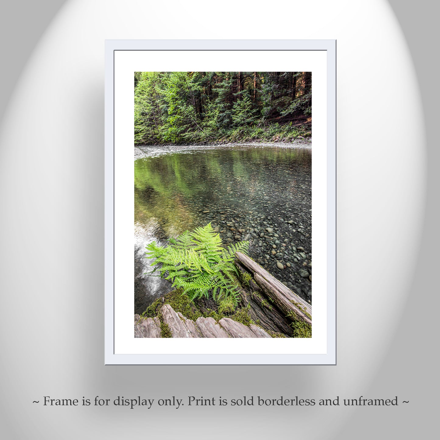 Redwood Forest Northern California Fern and Creek Nature Photography