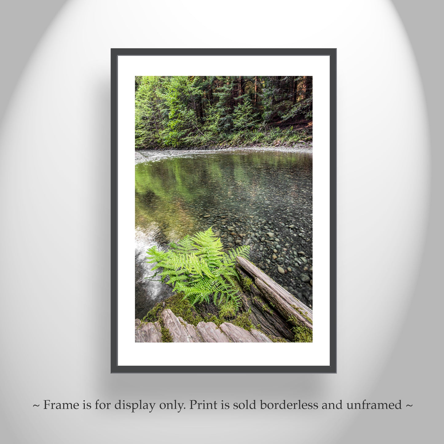 Redwood Forest Northern California Fern and Creek Nature Photography