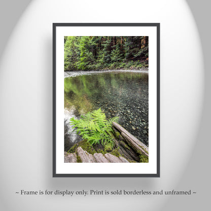 Redwood Forest Northern California Fern and Creek Nature Photography