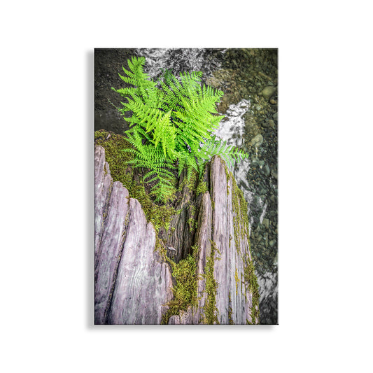 Fern growing on a textured surface with a white background. Redwood Forest Photo Print – Serene Northern California Ferns & Creek Nature Wall Art