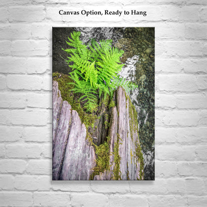 Redwood Forest Photo Print – Serene Northern California Ferns & Creek Nature Wall Art