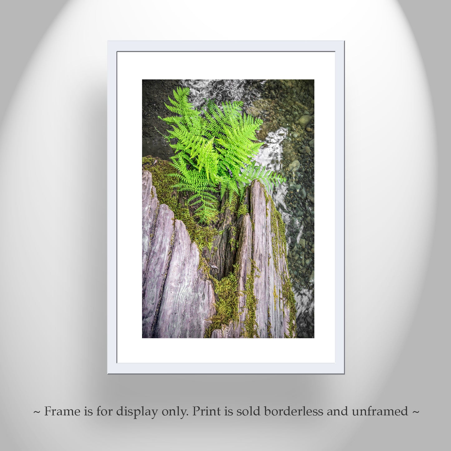 Redwood Forest Photo Print – Serene Northern California Ferns & Creek Nature Wall Art