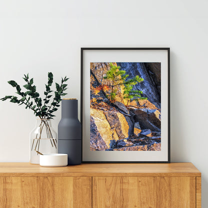 Washington State Forest Nature Art Print with Evergreen Fir Tree Seedling
