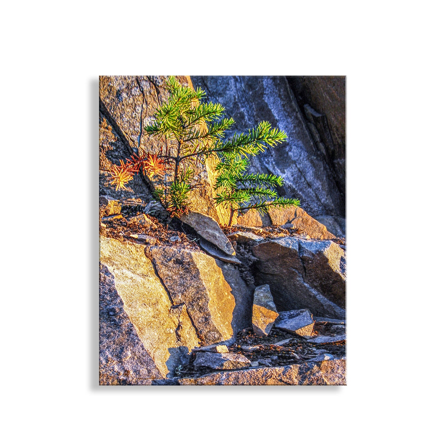 Small tree and colorful leaves on a rocky cliff face. Beautiful Cascade mountains nature! My wonderful Washington state botanical print for your enjoyment. This is sunset at Washington Pass in the Cascade Mountains of the great Pacific Northwest, planet Earth. Can you help me identify this seedling? Original, unique signed art by Murray Bolesta!