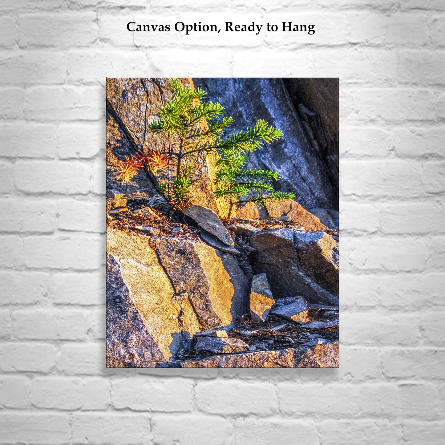 Washington State Forest Nature Art Print with Evergreen Fir Tree Seedling