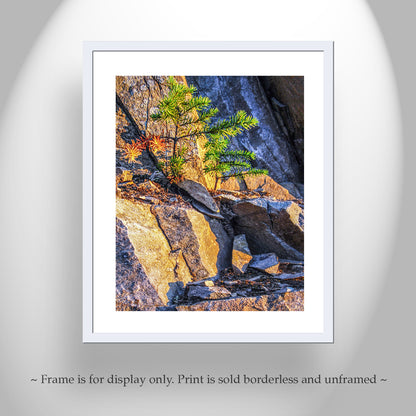 Washington State Forest Nature Art Print with Evergreen Fir Tree Seedling