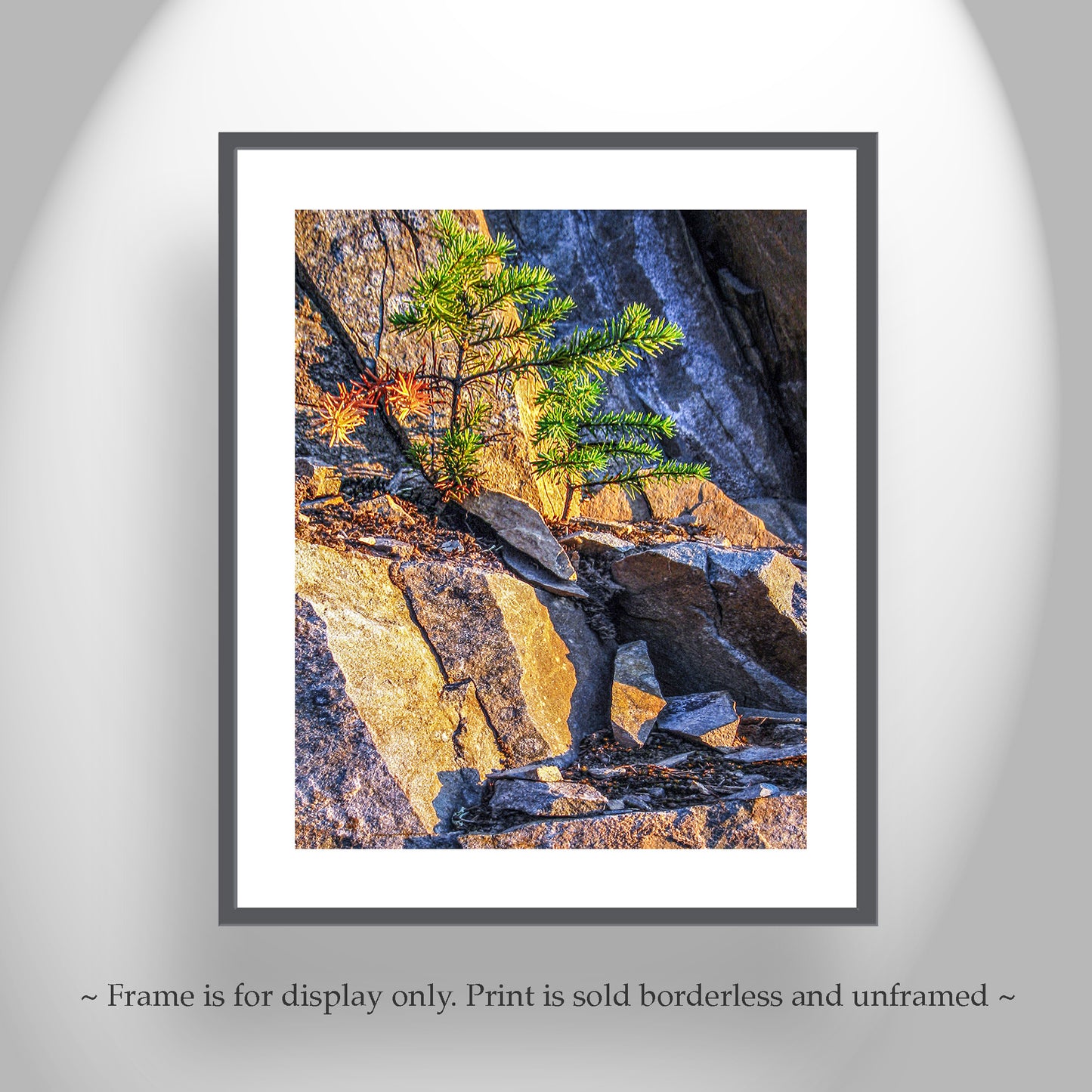 Washington State Forest Nature Art Print with Evergreen Fir Tree Seedling