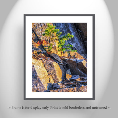 Washington State Forest Nature Art Print with Evergreen Fir Tree Seedling