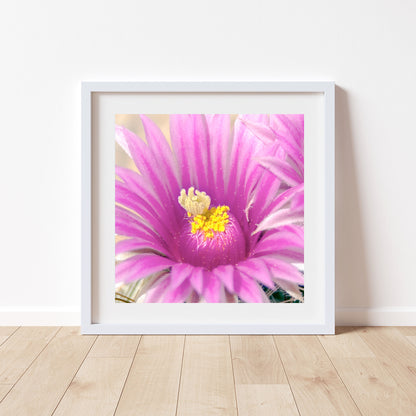 Pink Cactus Flower Art Print | Desert Botanical Photography