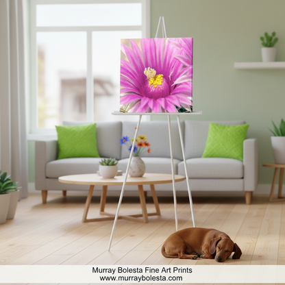 Close-up of a pink cactus flower with yellow center on a white background. Cactus Flower in Pink and Magenta on Square Art Print by Murray Bolesta