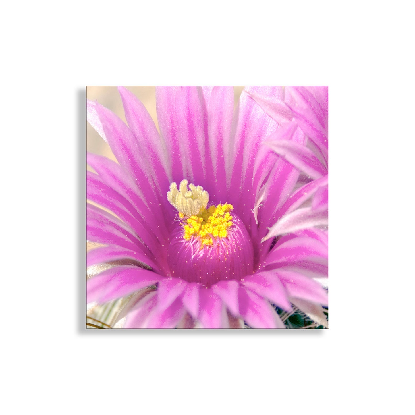 Close-up of a pink cactus flower with yellow center on a white background. Cactus Flower in Pink and Magenta on Square Art Print