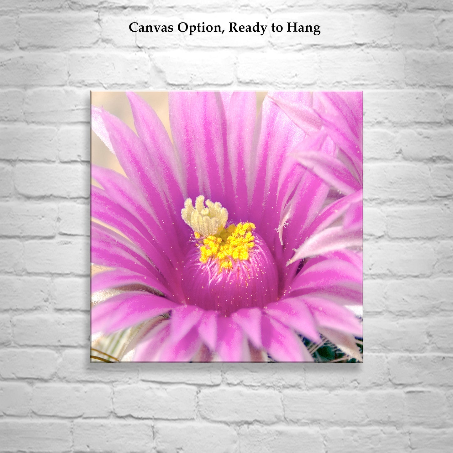 Pink Cactus Flower Art Print | Desert Botanical Photography