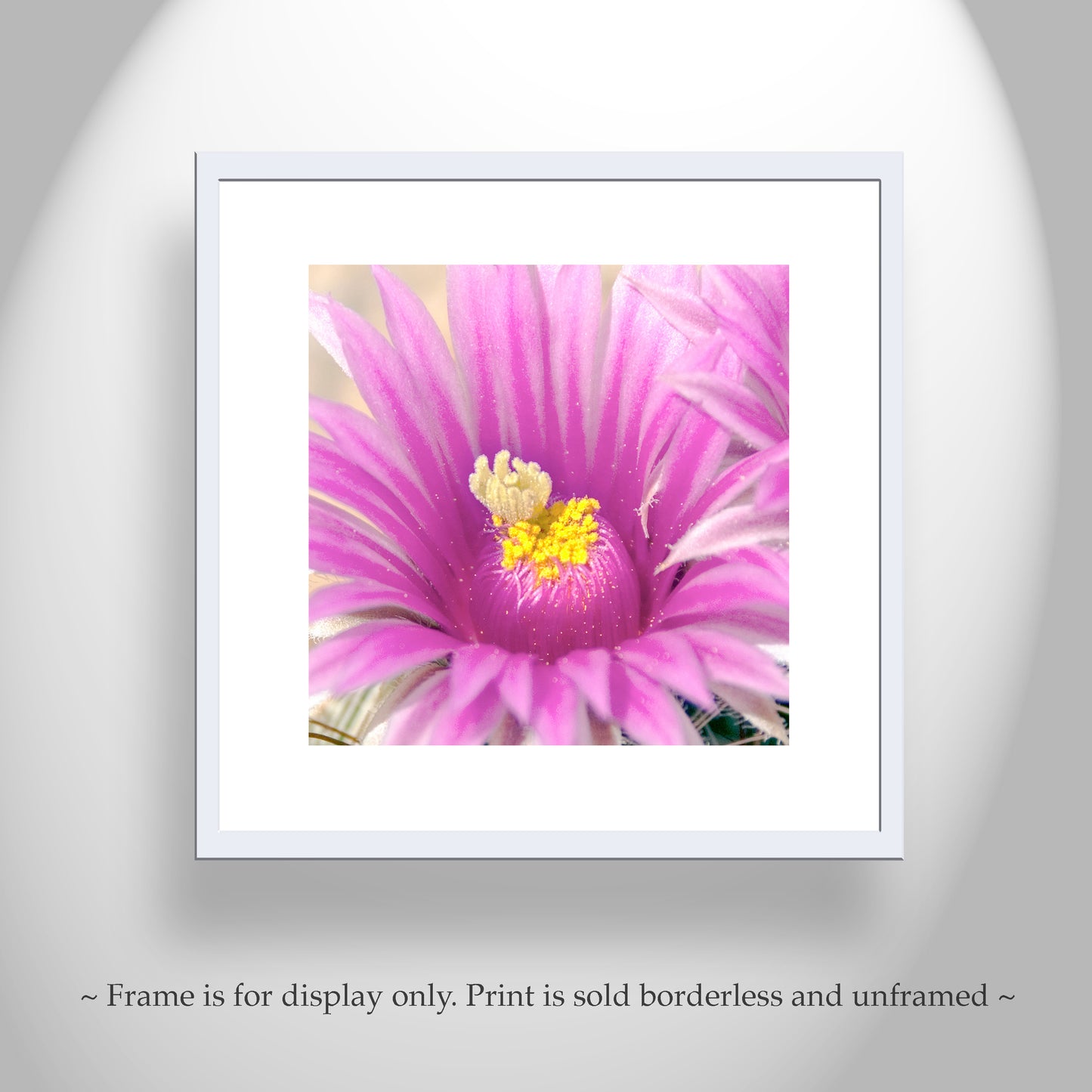 Pink Cactus Flower Art Print | Desert Botanical Photography