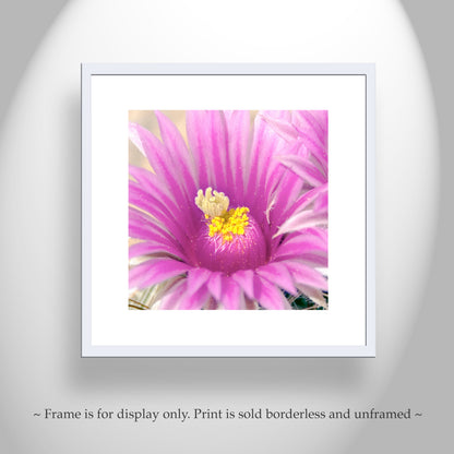 Pink Cactus Flower Art Print | Desert Botanical Photography