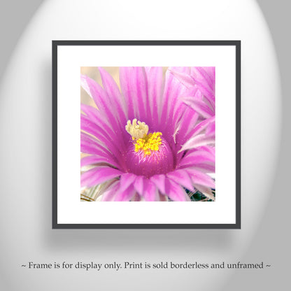Pink Cactus Flower Art Print | Desert Botanical Photography