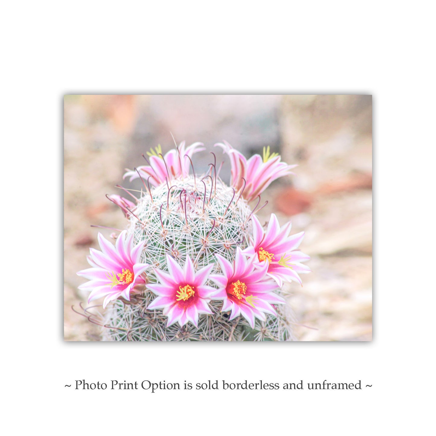 Pink Cactus Flower Photo | Southwestern Botanical Wall Decor