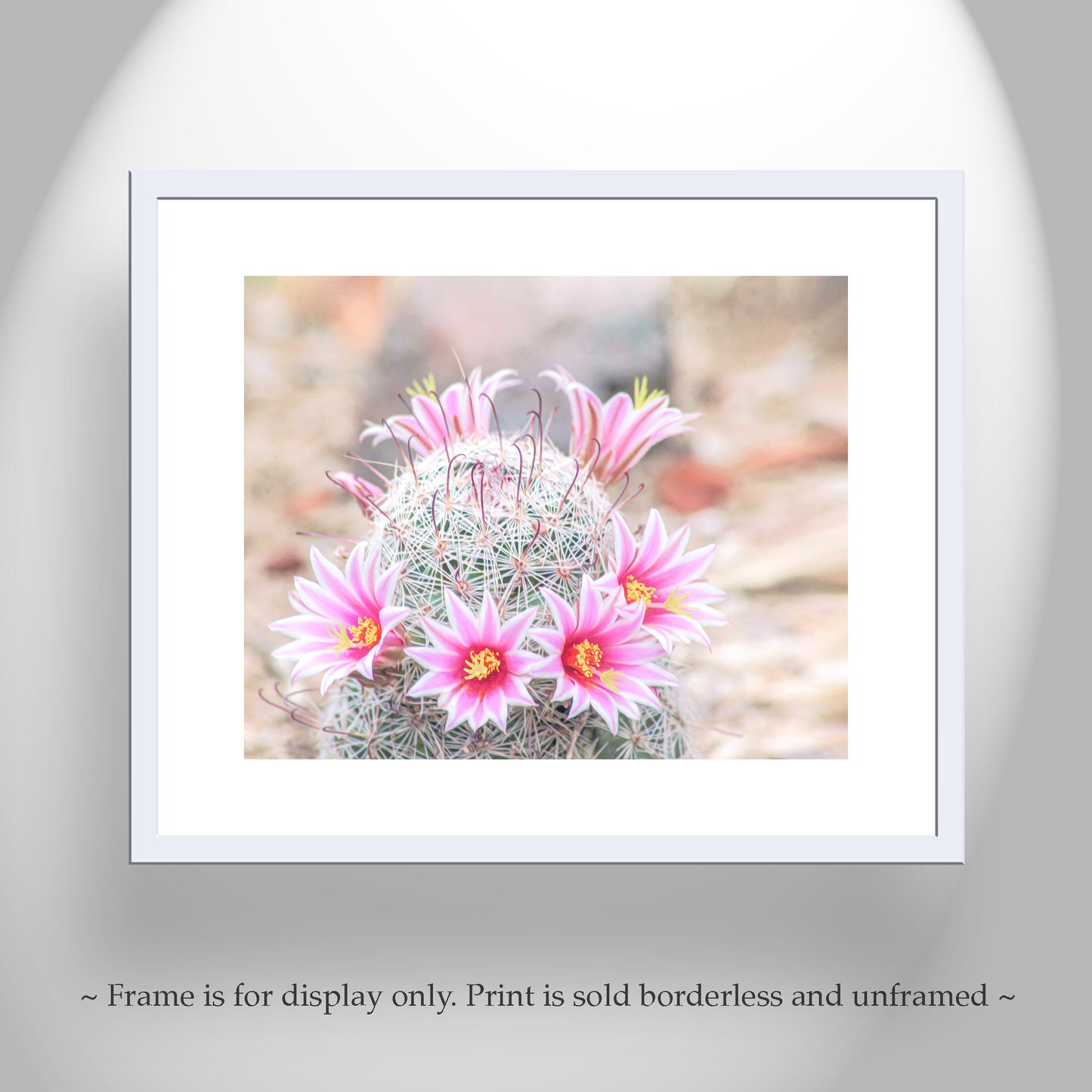 Pink Cactus Flower Photo | Southwestern Botanical Wall Decor