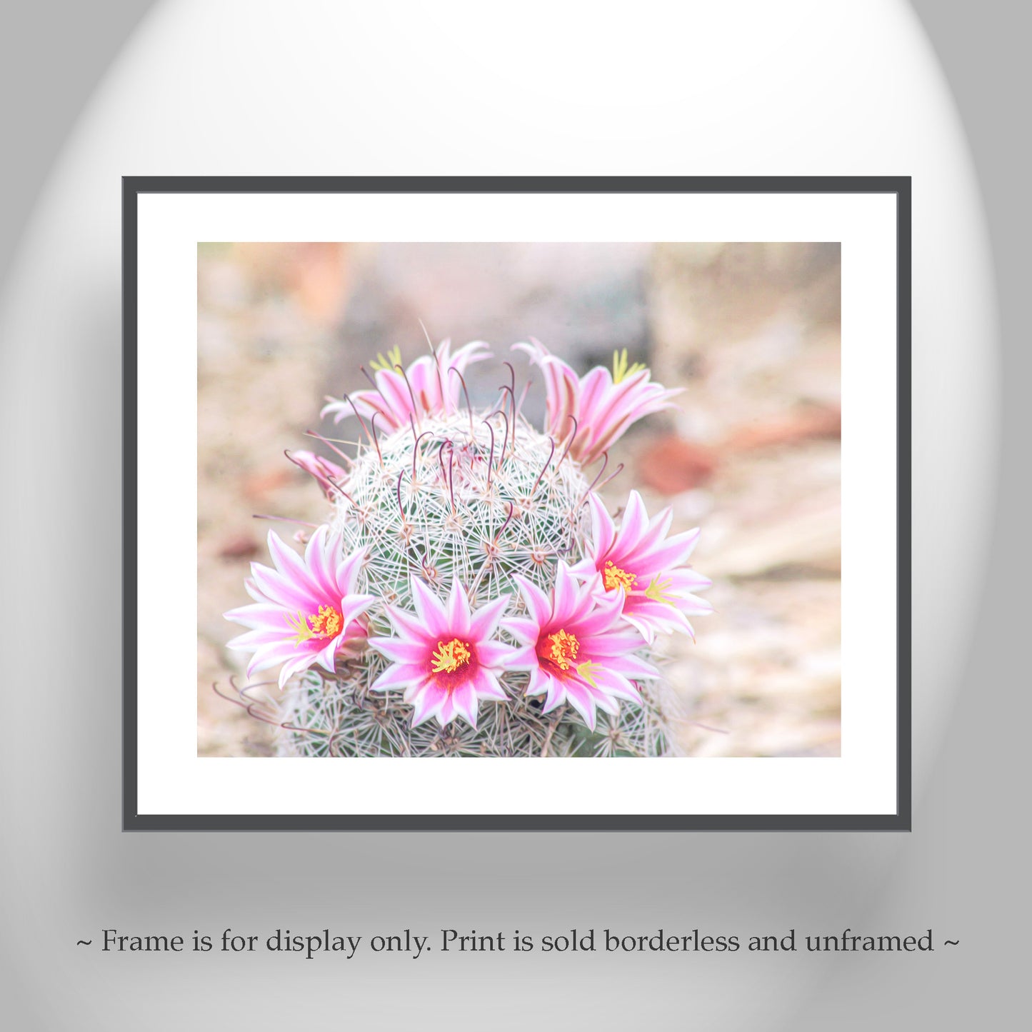 Pink Cactus Flower Photo | Southwestern Botanical Wall Decor