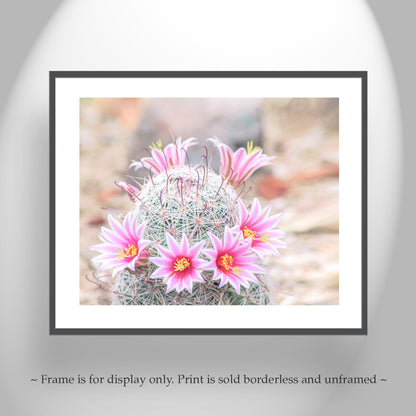 Pink Cactus Flower Photo | Southwestern Botanical Wall Decor