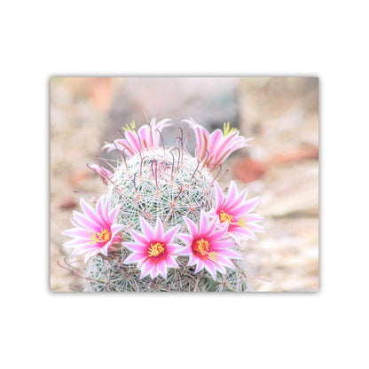 Cactus with pink flowers on a blurred natural background. Pink Cactus Flower Photograph in Tucson Arizona Desert | Southwestern Botanical Wall Decor