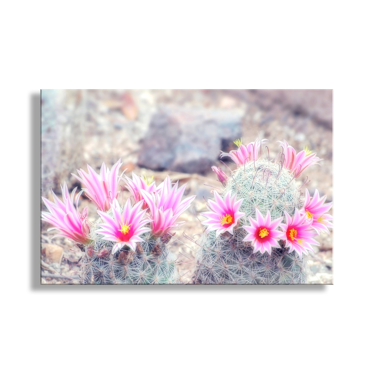 Cactus with pink flowers on a blurred natural background. Pastel Pink Cactus Flower Art Print as Arizona Desert Decor