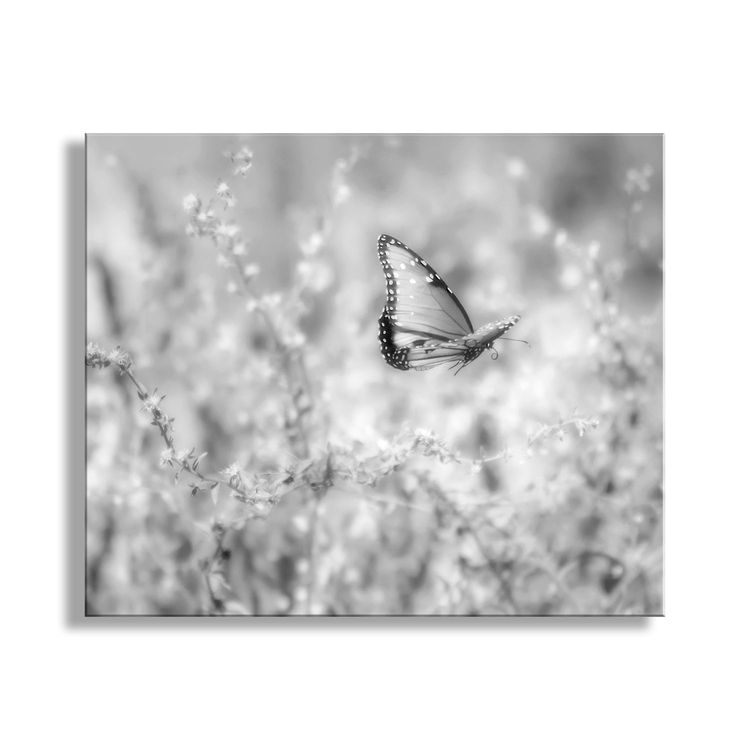 My unique black &amp; white butterfly art! Trekking through a remote canyon in south-central Arizona, USA, I came upon this delightful critter. In the depths of this canyon, whose creek is a tributary of the endangered San Pedro River, are hard-to-reach wonders of wild nature. The creek is a remnant of wild habitat common to Arizona before white man. This Queen butterfly graciously offered for me to capture her beauty. There’s little more charming in nature than a butterfly in flight! Original, unique 