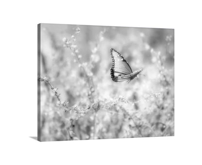 Butterfly Wall Art in Black & White| Peaceful Nature in Desert Canyon Oasis