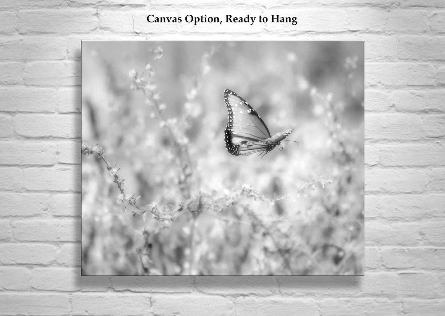 Butterfly Wall Art in Black & White| Peaceful Nature in Desert Canyon Oasis