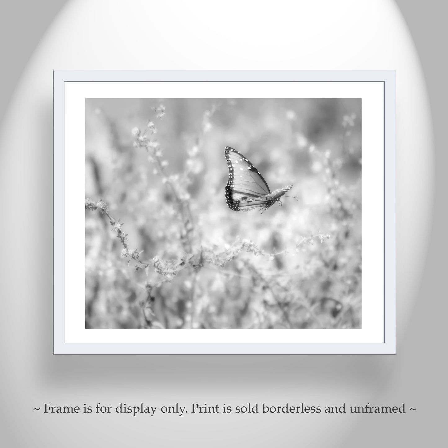 Butterfly Wall Art in Black & White| Peaceful Nature in Desert Canyon Oasis