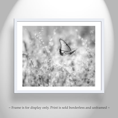 Butterfly Wall Art in Black & White| Peaceful Nature in Desert Canyon Oasis