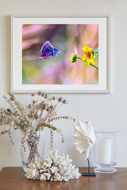Sunflower Photograph with Swallowtail Butterfly in Flight