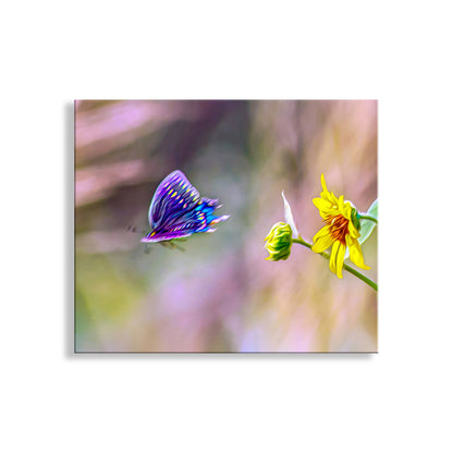 Butterfly near a yellow flower with a blurred background.  My beautiful butterfly photograph for your walls! I captured this marvelous scene of a swallowtail butterfly flying off a wild sunflower in Las Cienegas National Conservation area, southern Arizona USA.